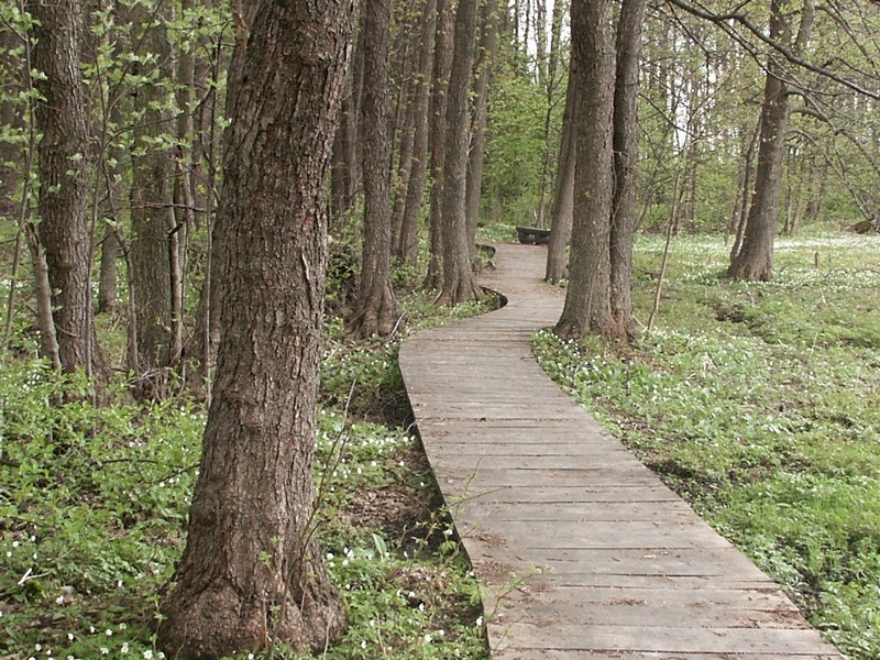 Dřevěný chodník zvyšuje komfort pohybu návštěvníků